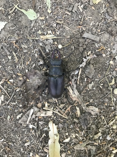 European Stag Beetle