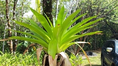 Werauhia