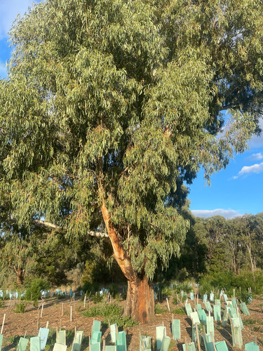 River Red Gum