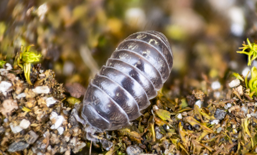 Common Pill Woodlouse