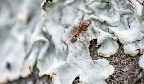 Lasius japonicus