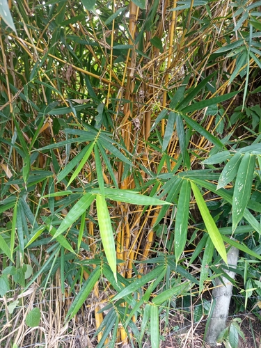 Golden Bamboo