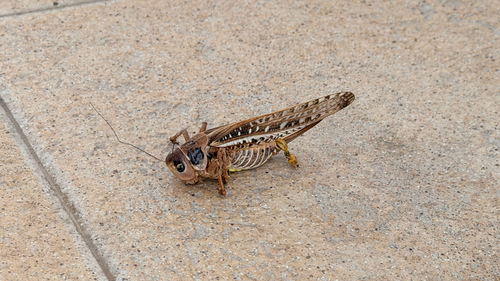 White-faced Bush-cricket