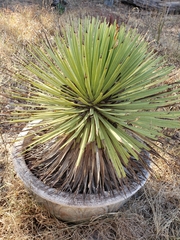 Agave stricta