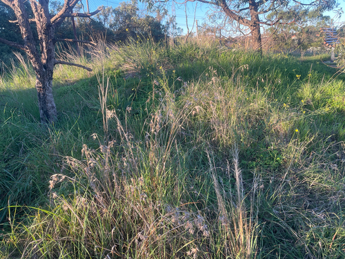 Kangaroo Grass