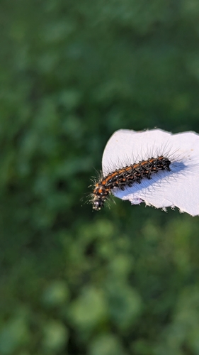 Australian magpie moth
