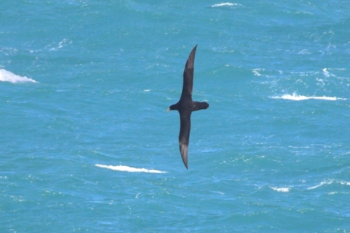 Northern Giant Petrel