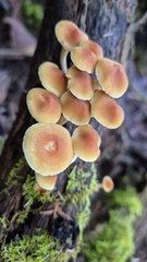 Sulphur Tuft