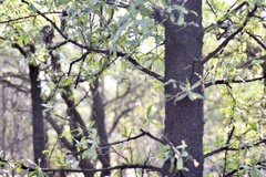 Acanthosyris spinescens