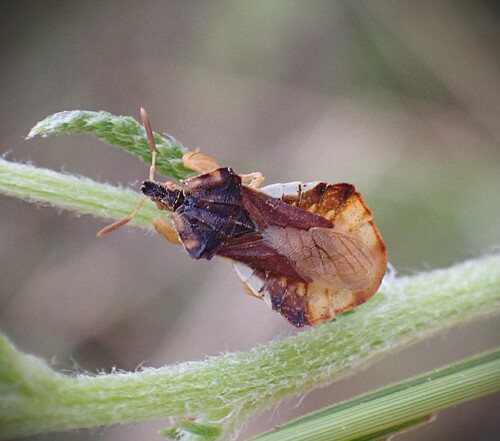 Phymata crassipes