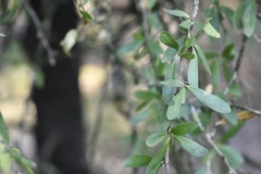 Acanthosyris spinescens