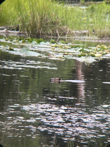animal observation 5
