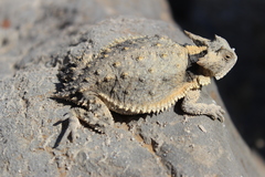 Phrynosoma taurus