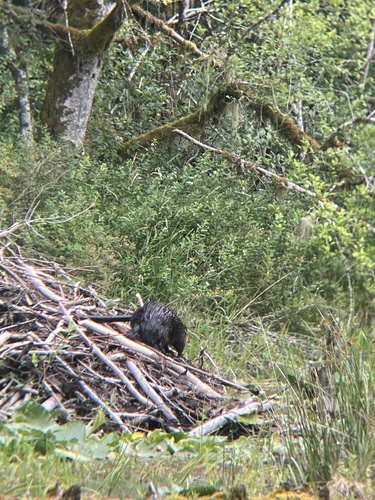 animal observation 8