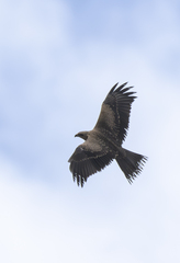 Black Kite
