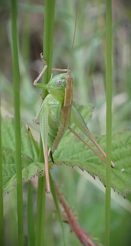 Bicolour Meadow Bush-cricket