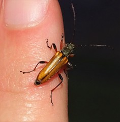 Cortodera humeralis