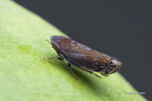 Hecaloidella brevispina, 2026-06-26
