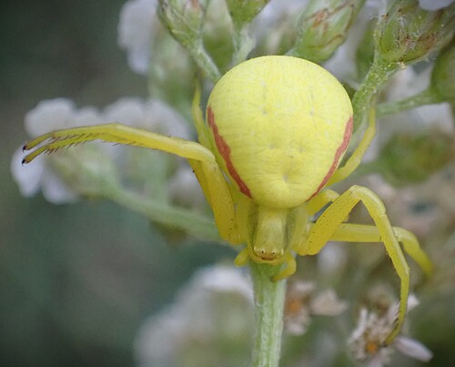 Goldenrod Crab Spider