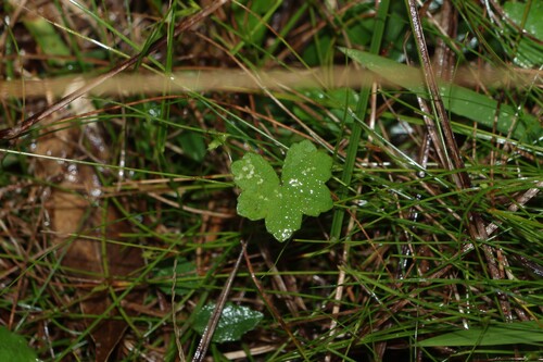 Hydrocotyle hirta, photograph 2