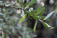 Acanthosyris spinescens