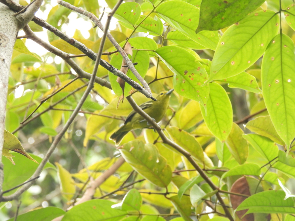 Cipoh jantung (Aegithina viridissima)