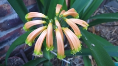 Clivia gardenii