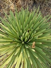 Agave stricta