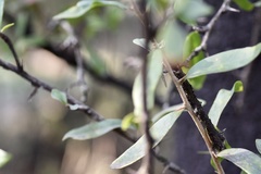 Acanthosyris spinescens