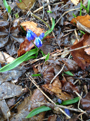 Scilla
