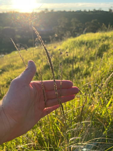 Parramatta Grass