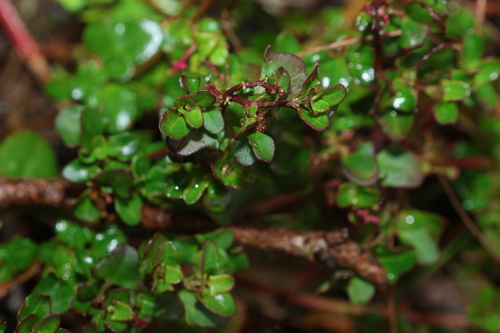 Chenopodium robertianum, photograph 3
