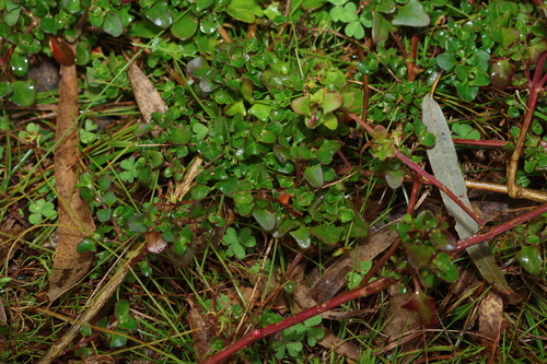 Chenopodium robertianum, photograph 4