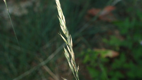 Festuca ovina, photograph 6
