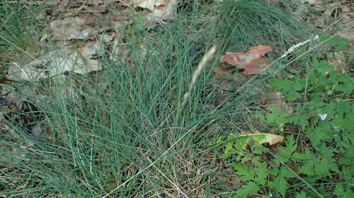 Festuca ovina, photograph 5