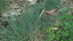 Festuca ovina, photograph (c) Marcin Dyderski, some rights reserved (CC BY)