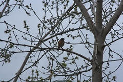 Phoenicurus phoenicurus