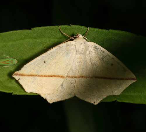 Yellow Slant-line photo 5