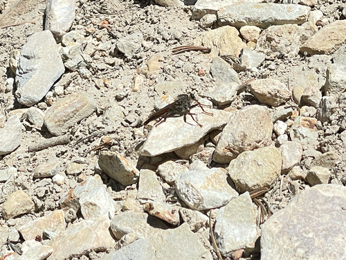 iNaturalist observation photo of Common Rusty Robber
