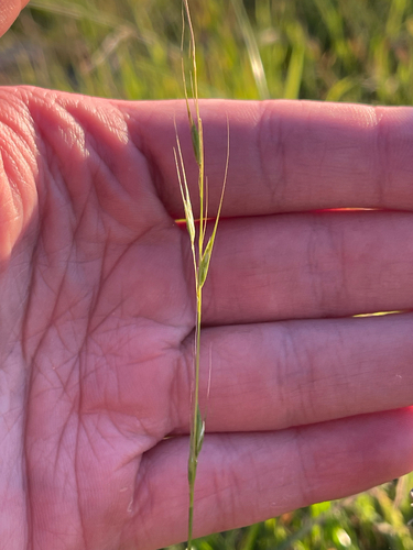 Weeping-grass