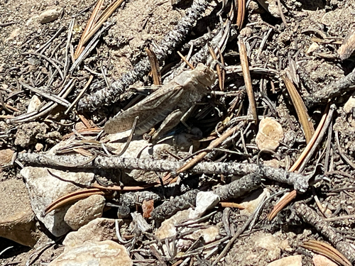 iNaturalist observation photo of Bandwing Grasshoppers