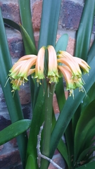 Clivia gardenii