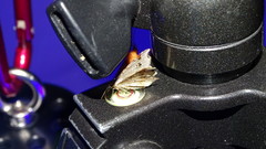 Macaria notata
