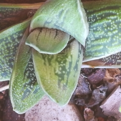Gasteria disticha
