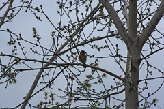 Phoenicurus phoenicurus