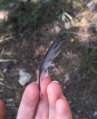 Parus major