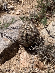 Echinomastus intertextus dasyacanthus