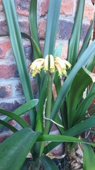 Clivia gardenii