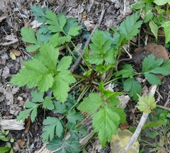 Geum vernum