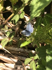 Celastrina argiolus